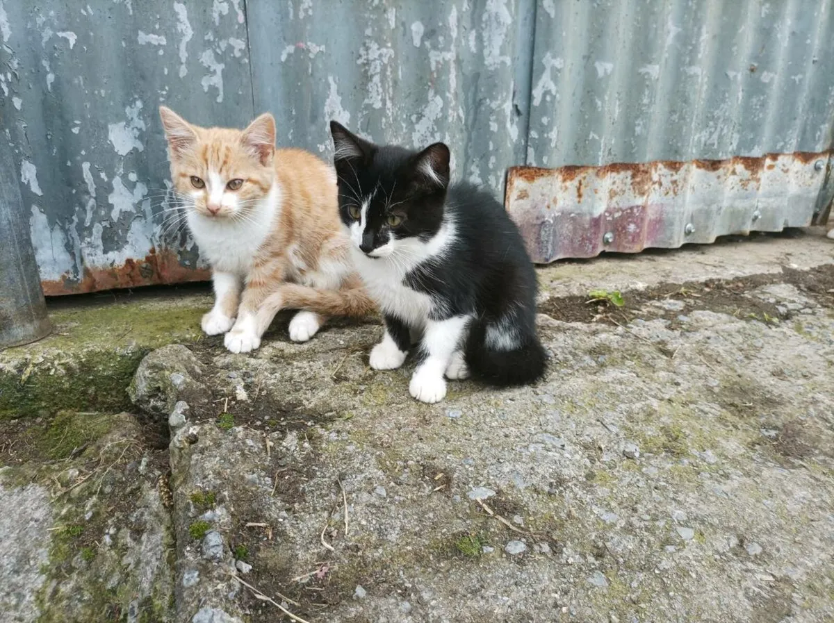 Kittens - Image 2