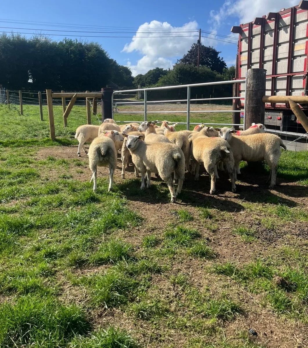 18 super ewe lambs 🔥 - Image 1