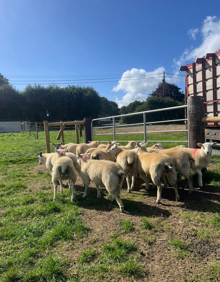 18 super ewe lambs 🔥 - Image 2