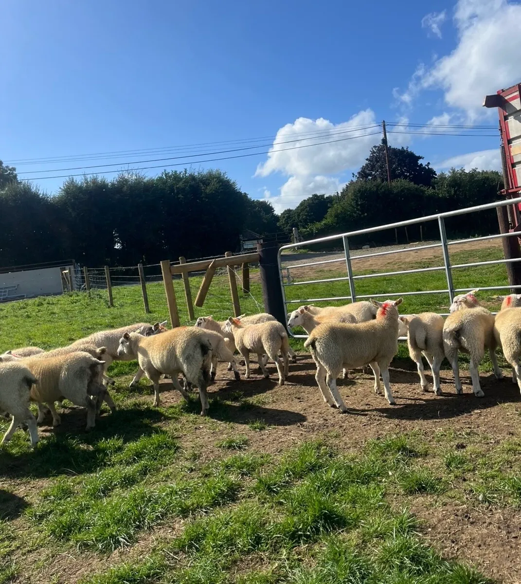 18 super ewe lambs 🔥 - Image 3