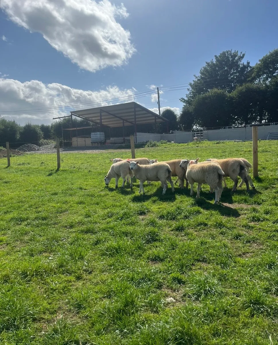 18 super ewe lambs 🔥 - Image 4