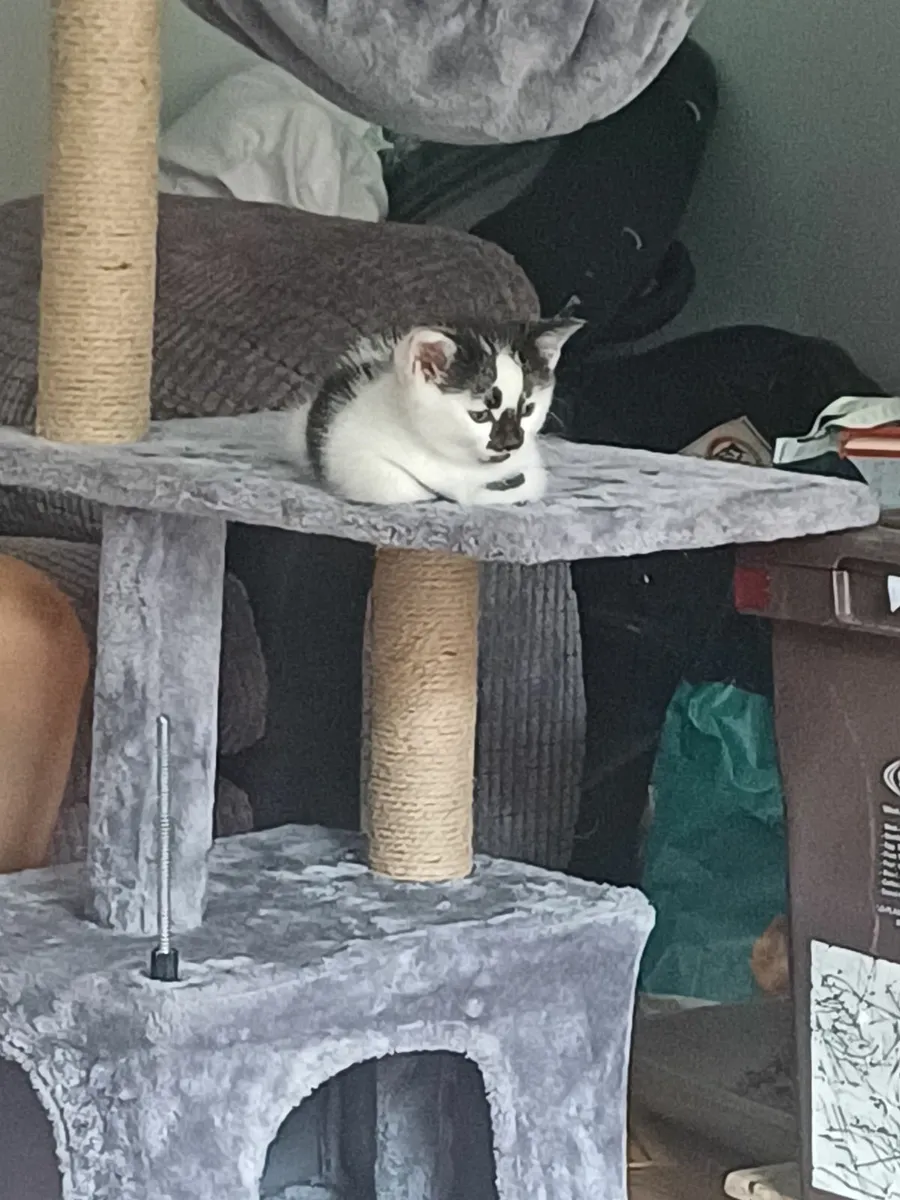 Kittens - Image 4