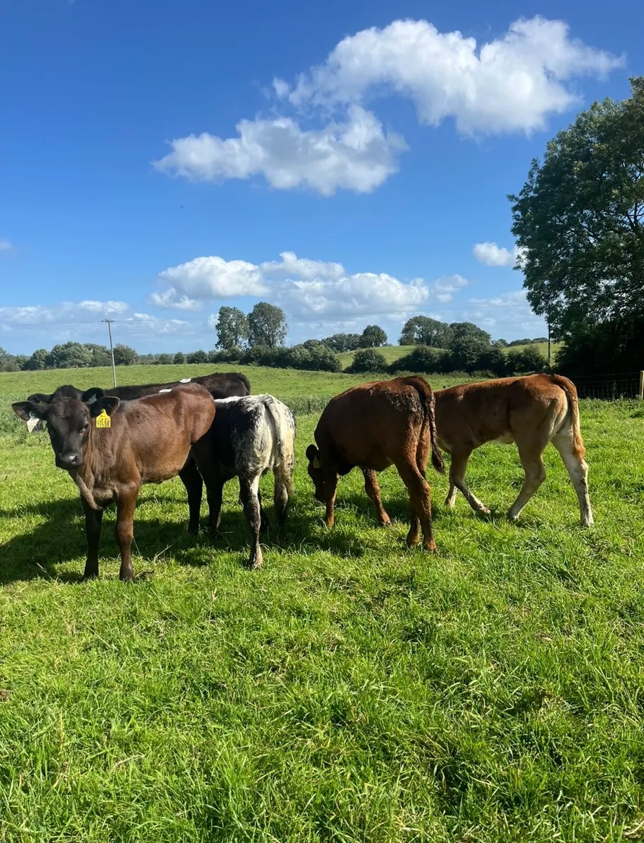 5 super reared heifers for sale - Image 1