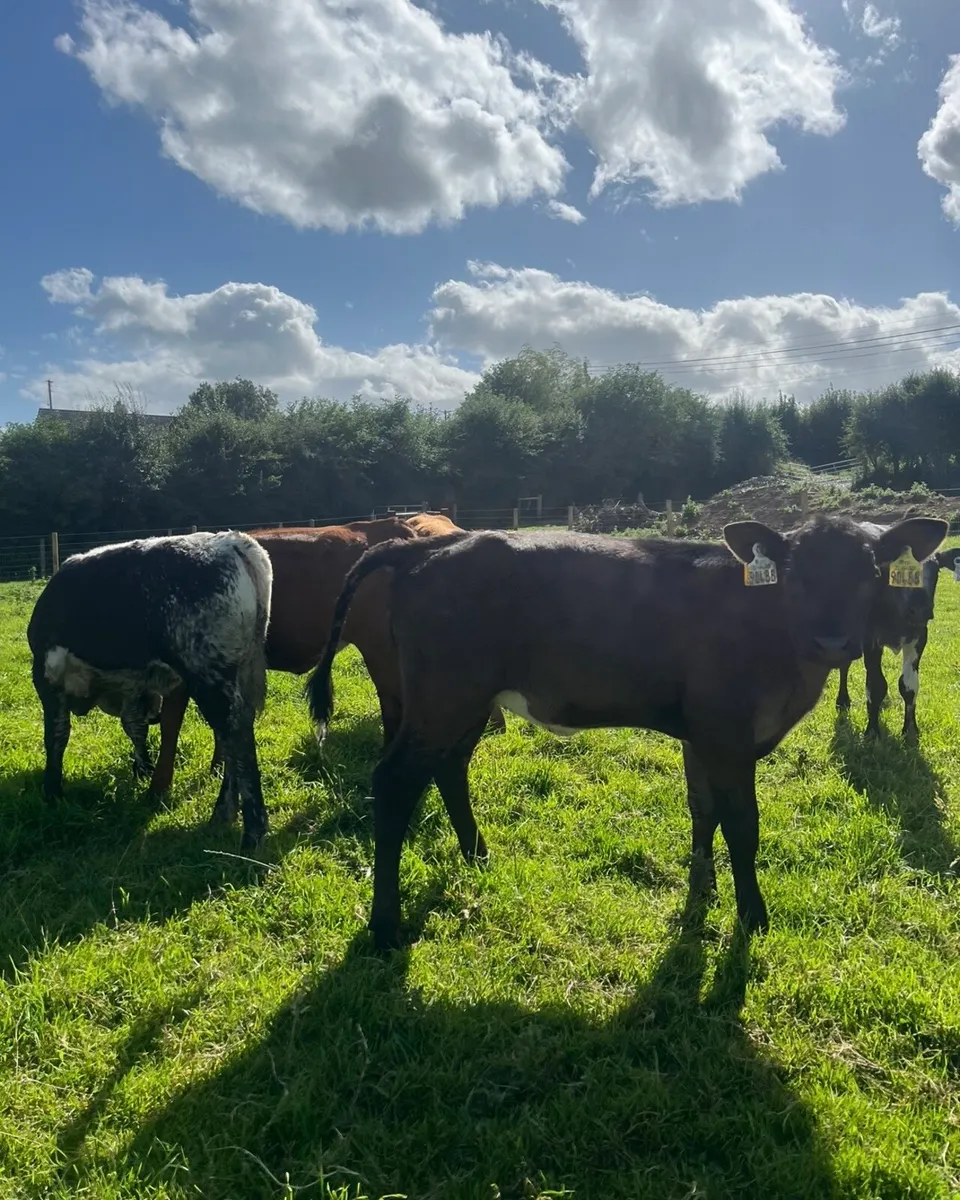 5 super reared heifers for sale - Image 2