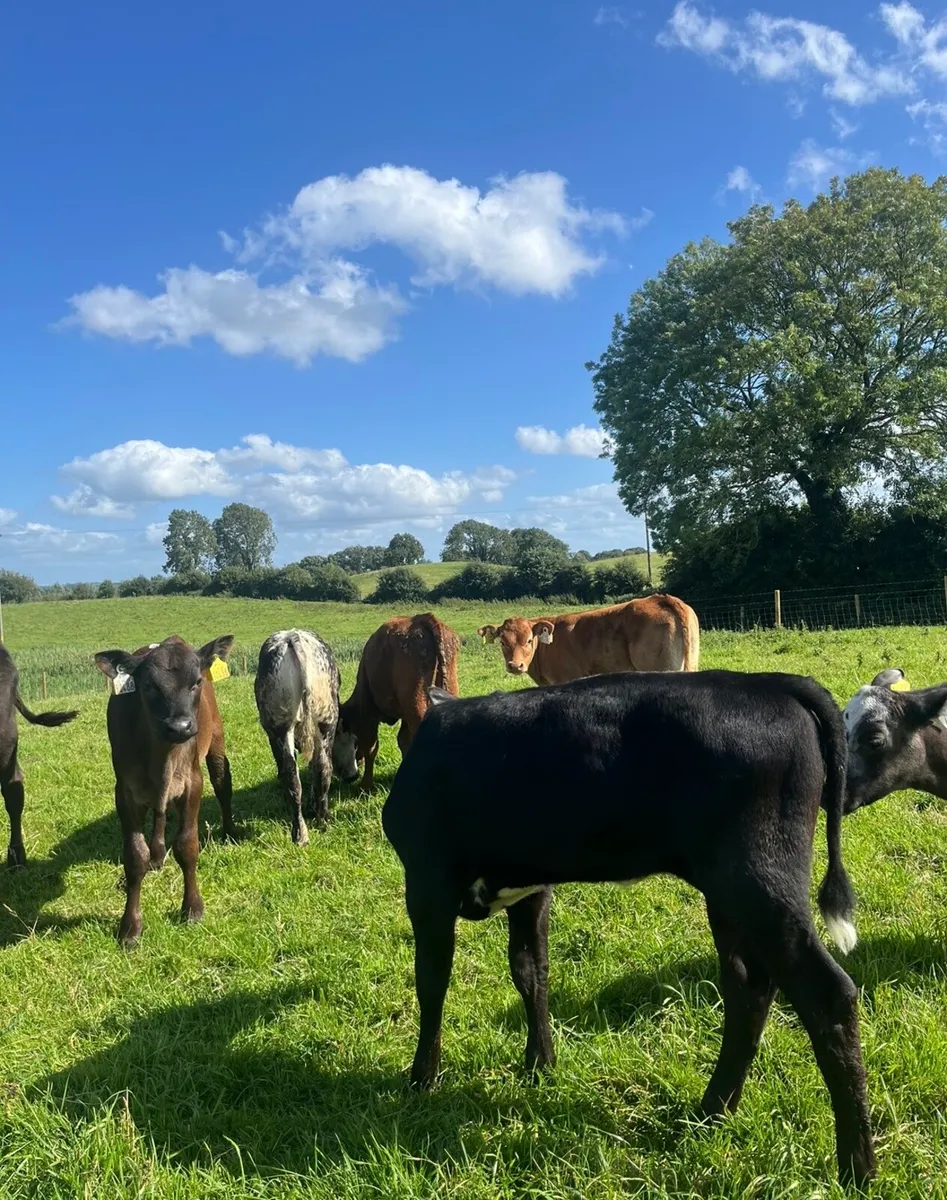5 super reared heifers for sale - Image 3
