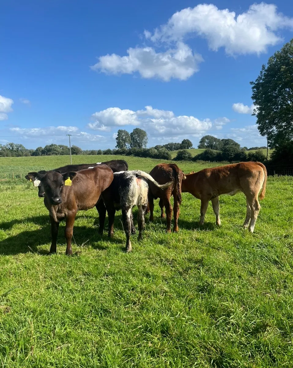 5 super reared heifers for sale - Image 4