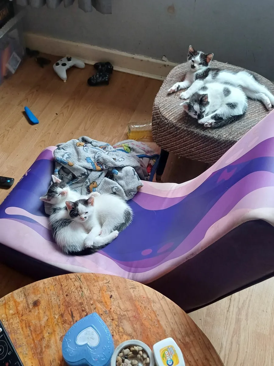 Kittens - Image 1