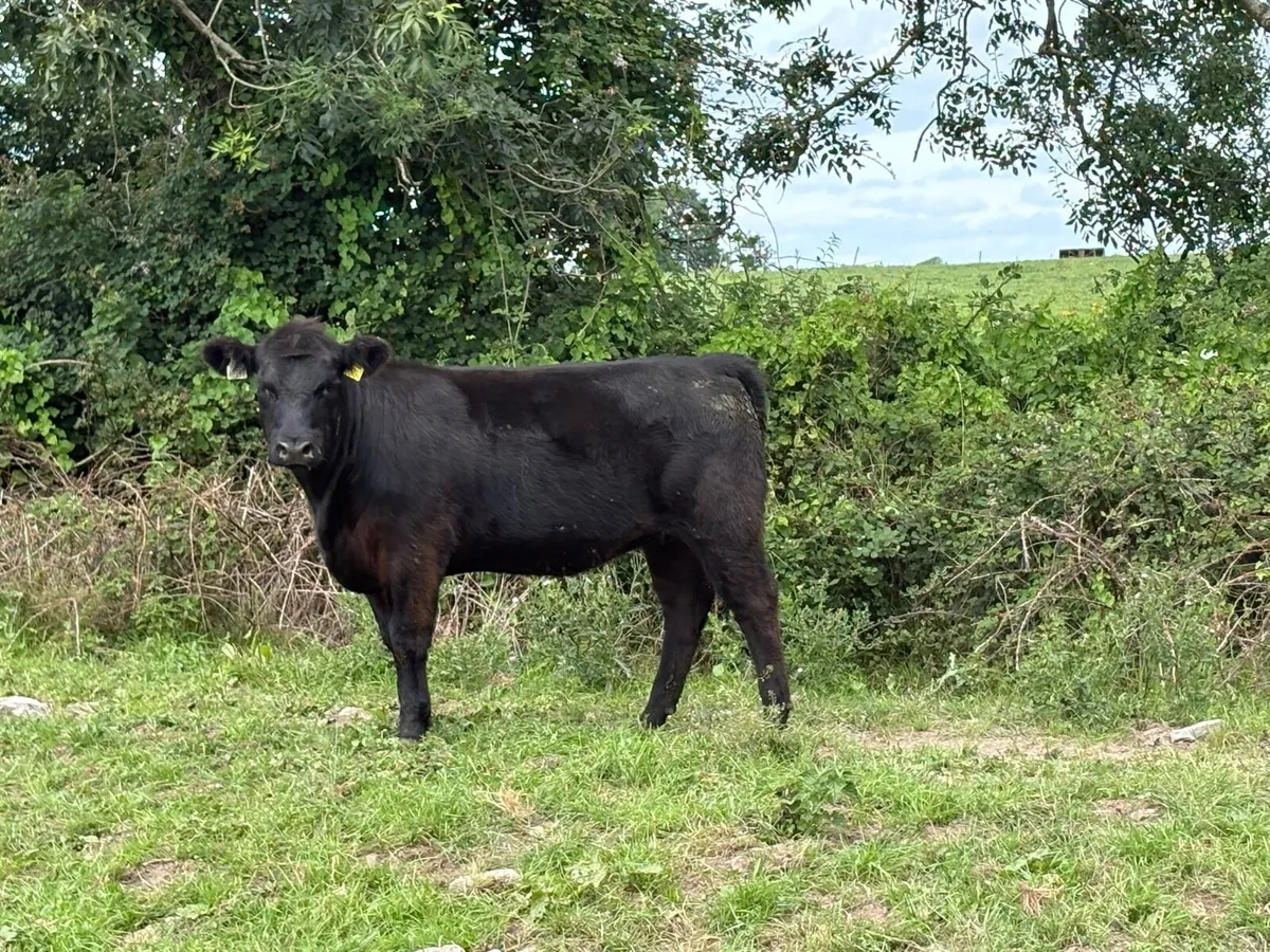 5 star Ped AA Heifers (maiden + incalf) - Image 1