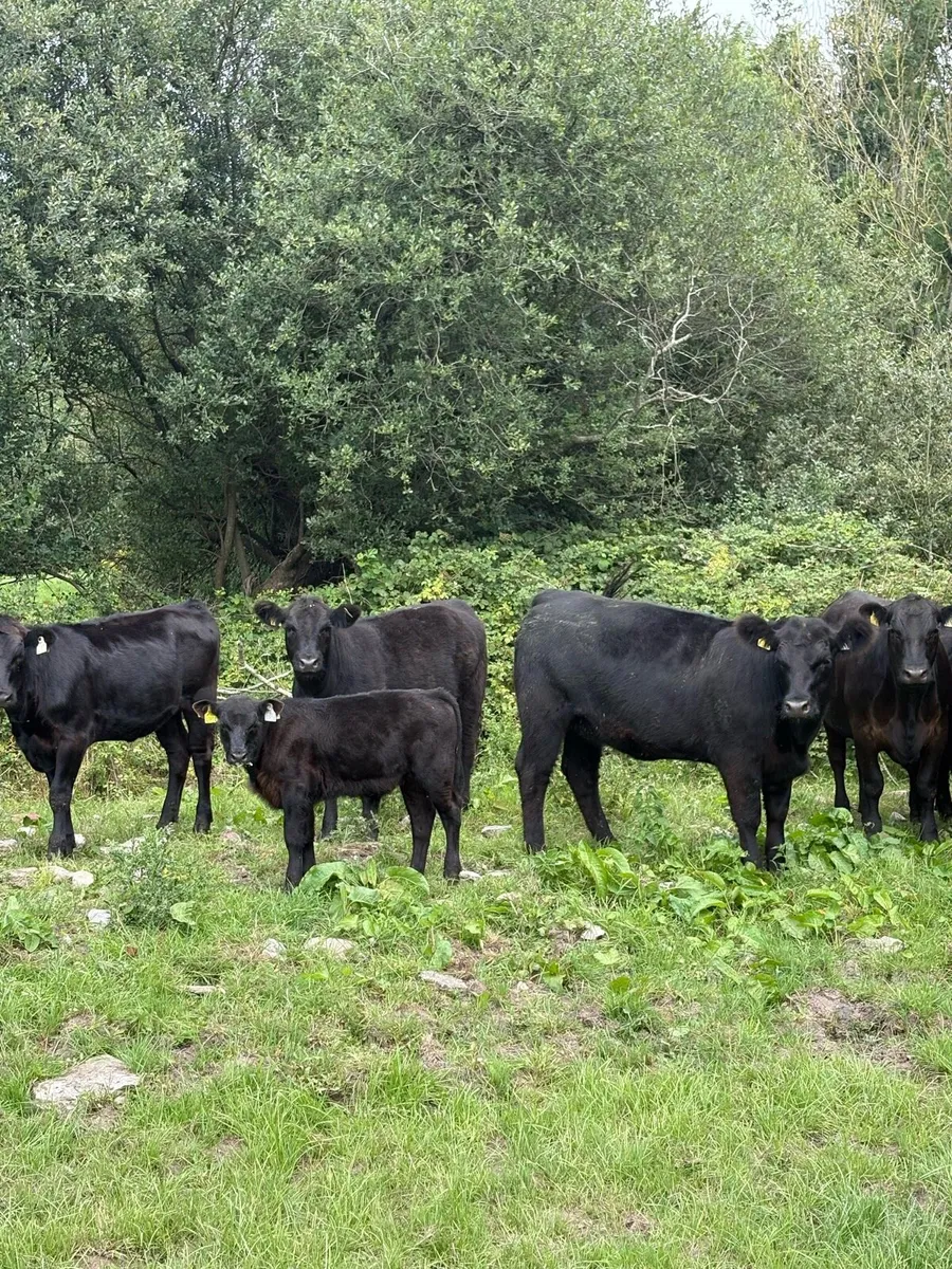 5 star Ped AA Heifers (maiden + incalf) - Image 2