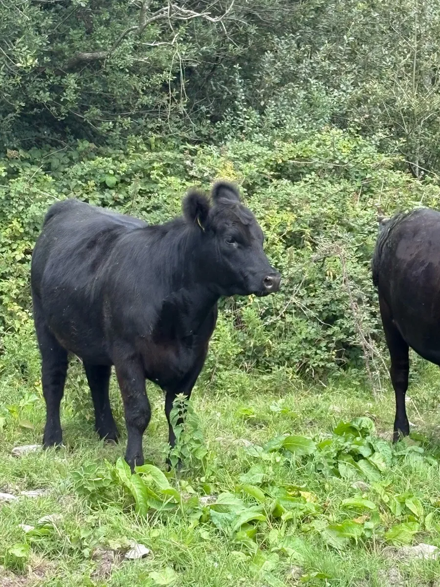 5 star Ped AA Heifers (maiden + incalf) - Image 4