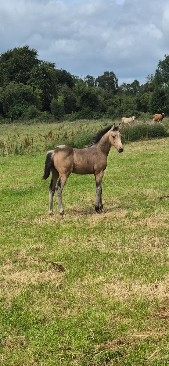 Dun/Buckskin Foal - Image 2