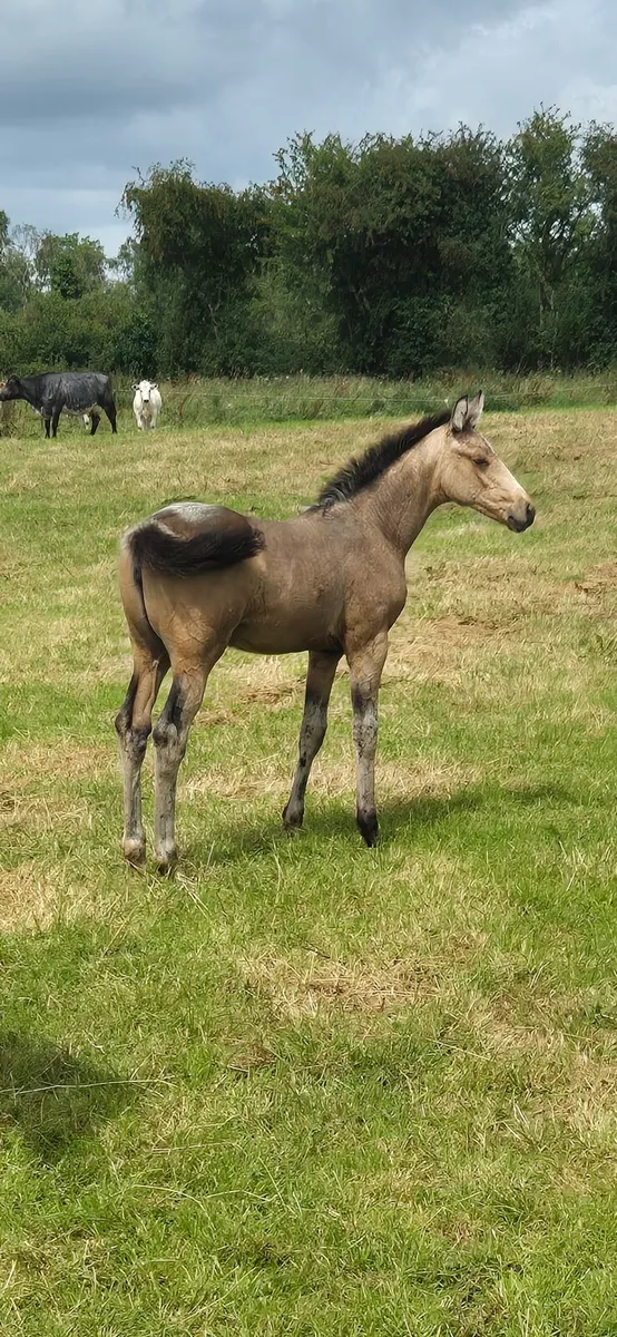 Dun/Buckskin Foal - Image 3