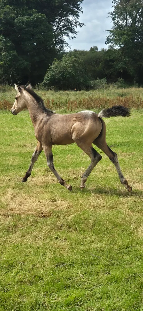 Dun/Buckskin Foal - Image 1