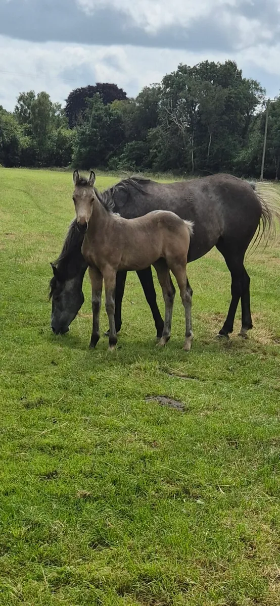Dun/Buckskin Foal - Image 4