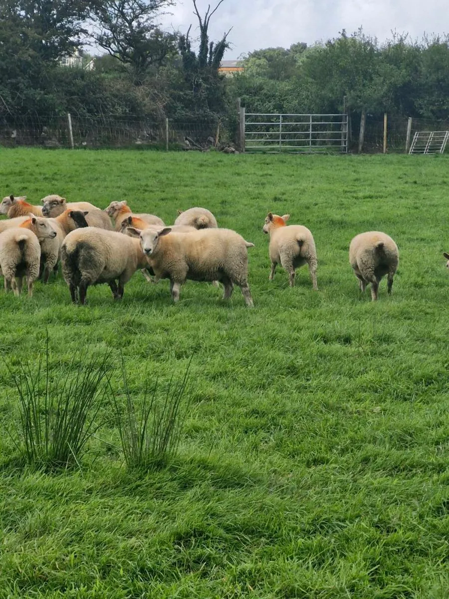 Lambs - Image 1