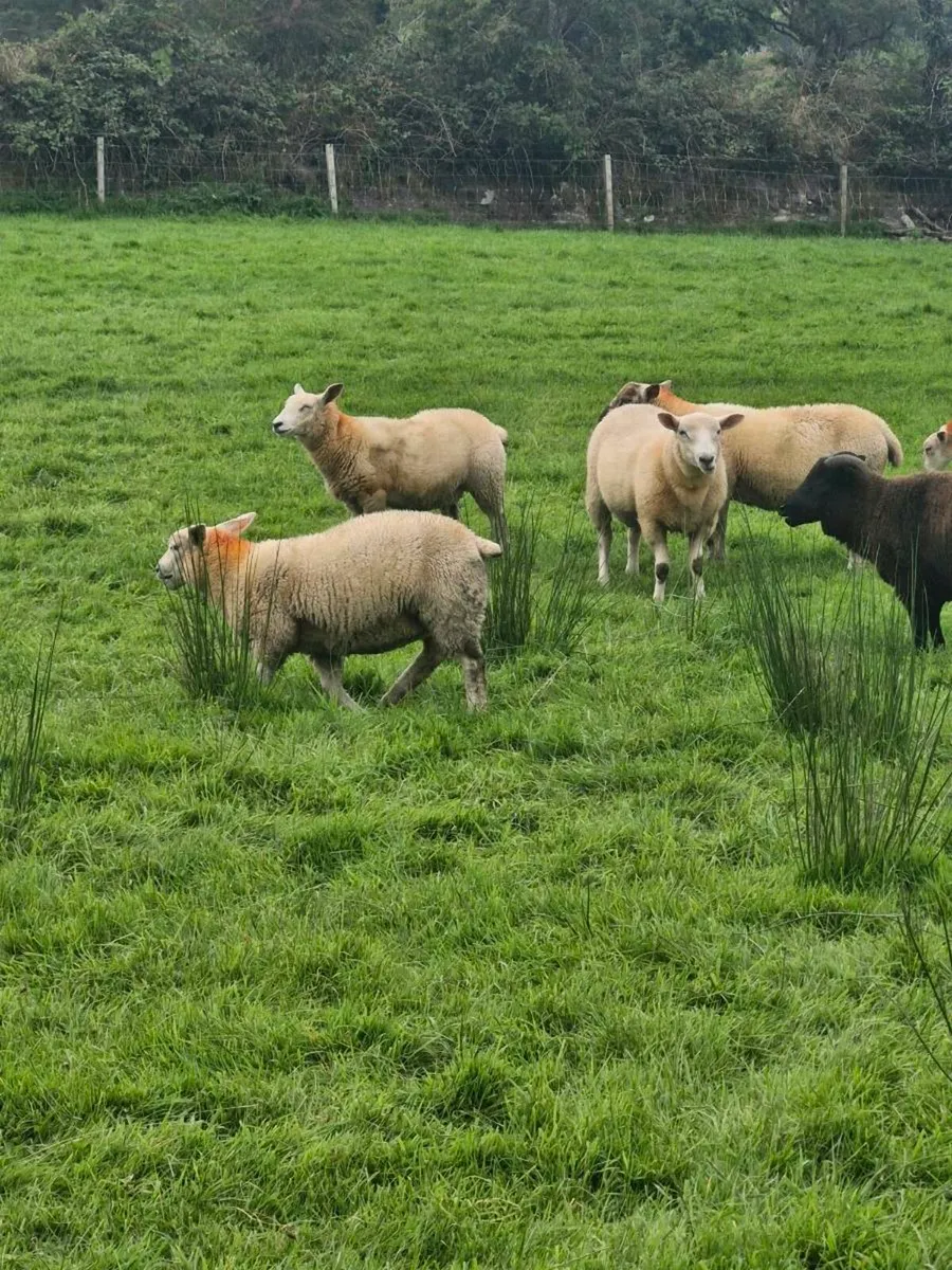 Lambs - Image 2