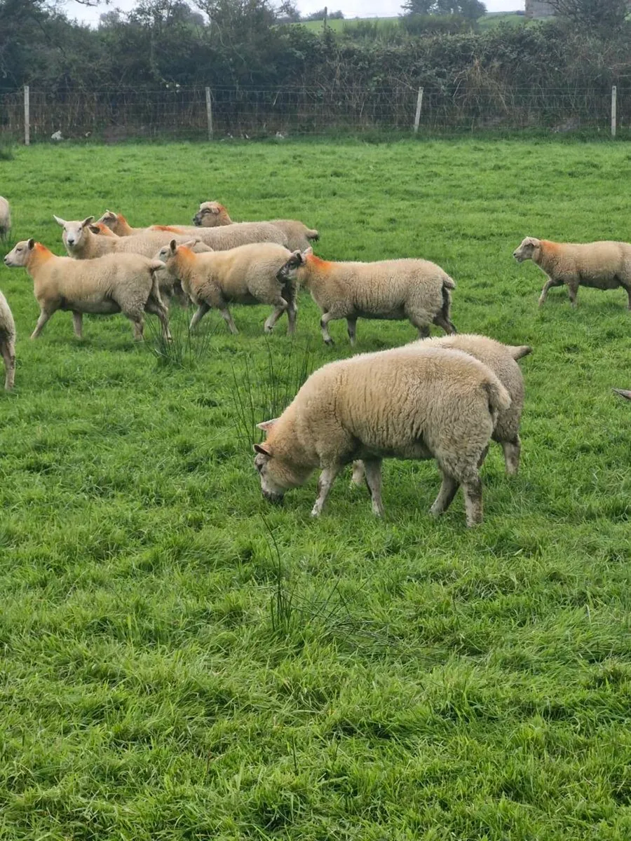 Lambs - Image 3