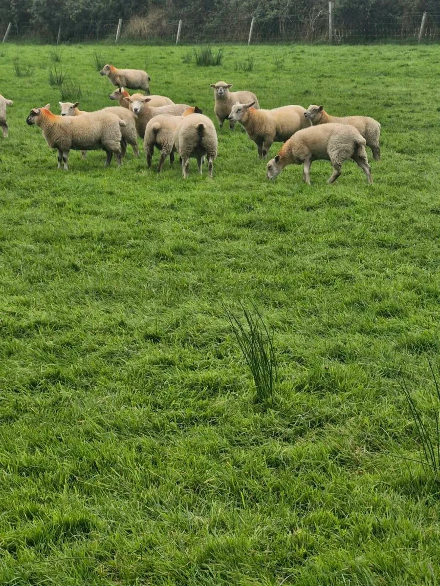 Lambs - Image 4