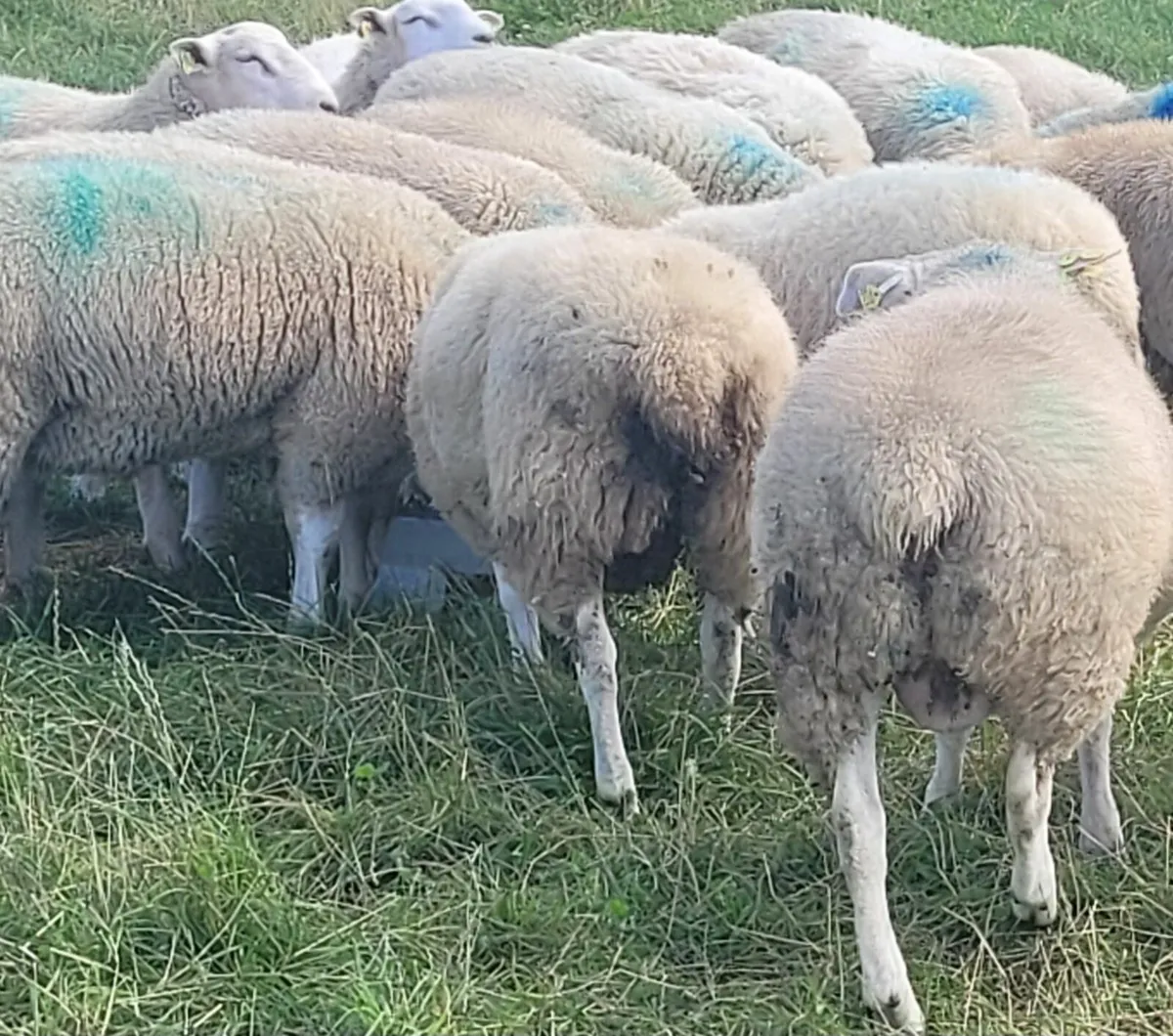 Belclare Ram Lambs, Registered and SIS Approved - Image 3
