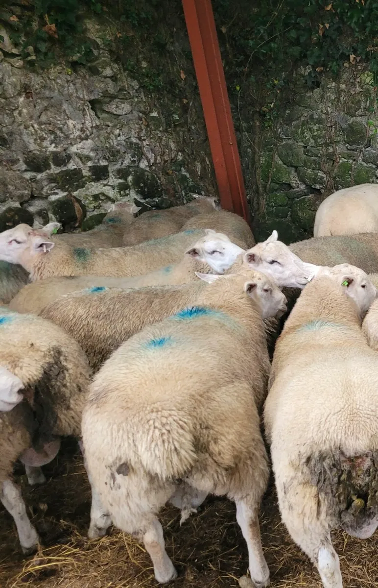 Belclare Ram Lambs, Registered and SIS Approved - Image 4