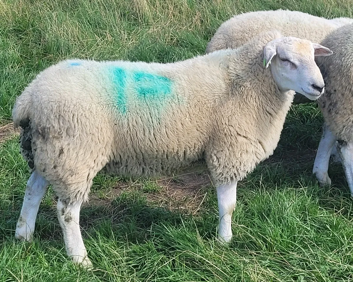 Belclare Ram Lambs, Registered and SIS Approved - Image 1