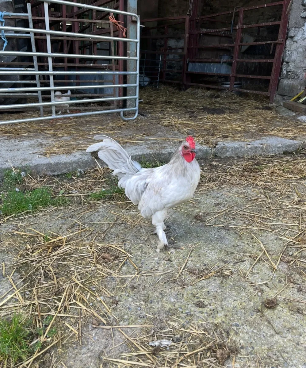 Bantam chicken - Image 2