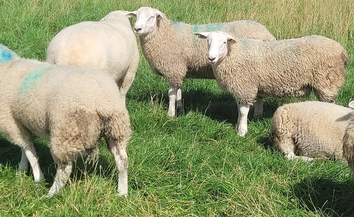 Belclare Ram Lambs, Registered and SIS Approved - Image 2