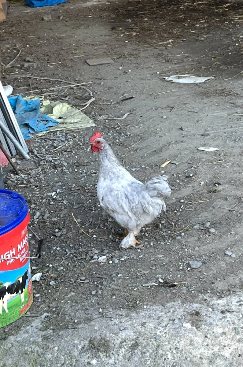 Bantam chicken - Image 3