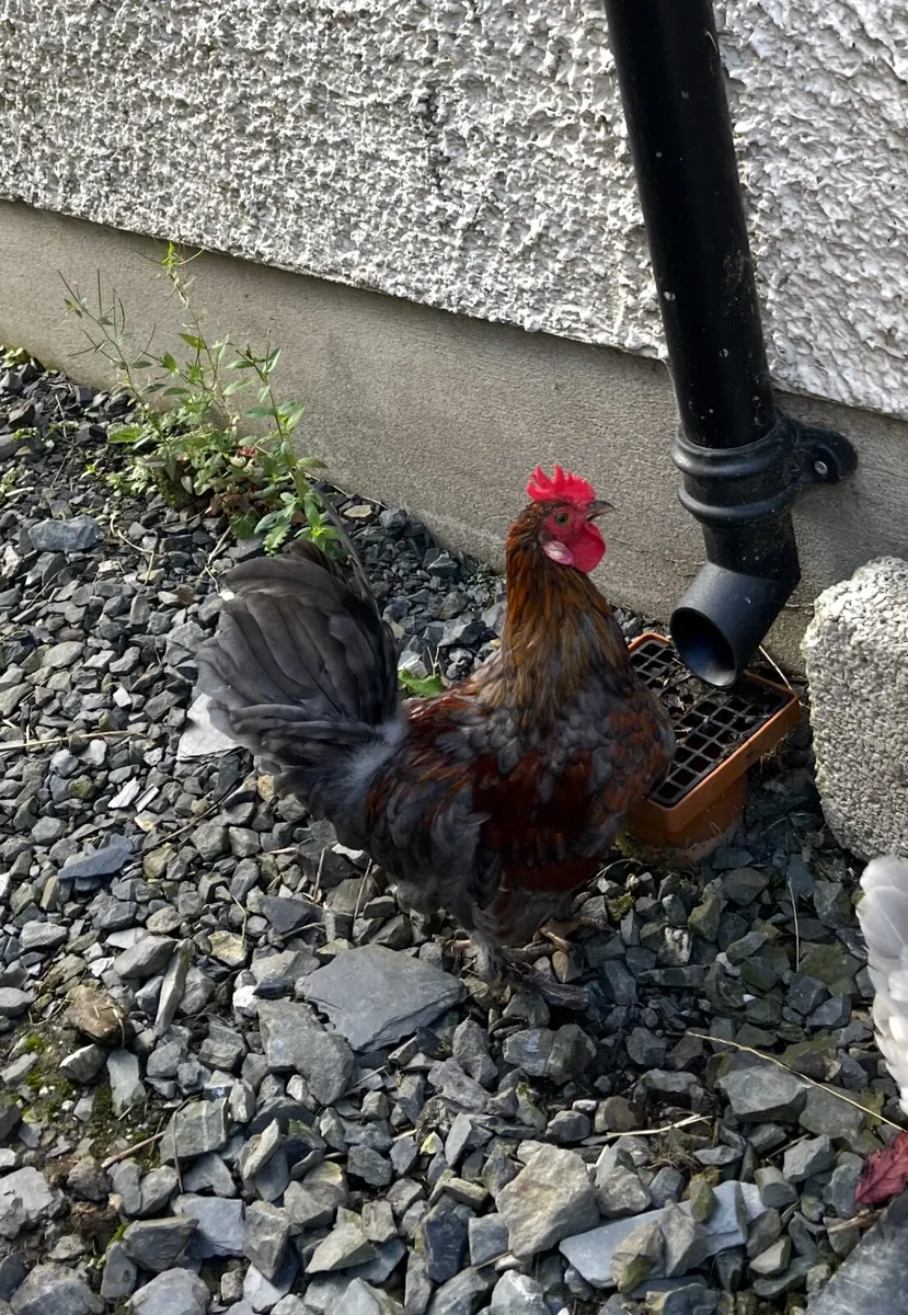 Bantam chicken - Image 1