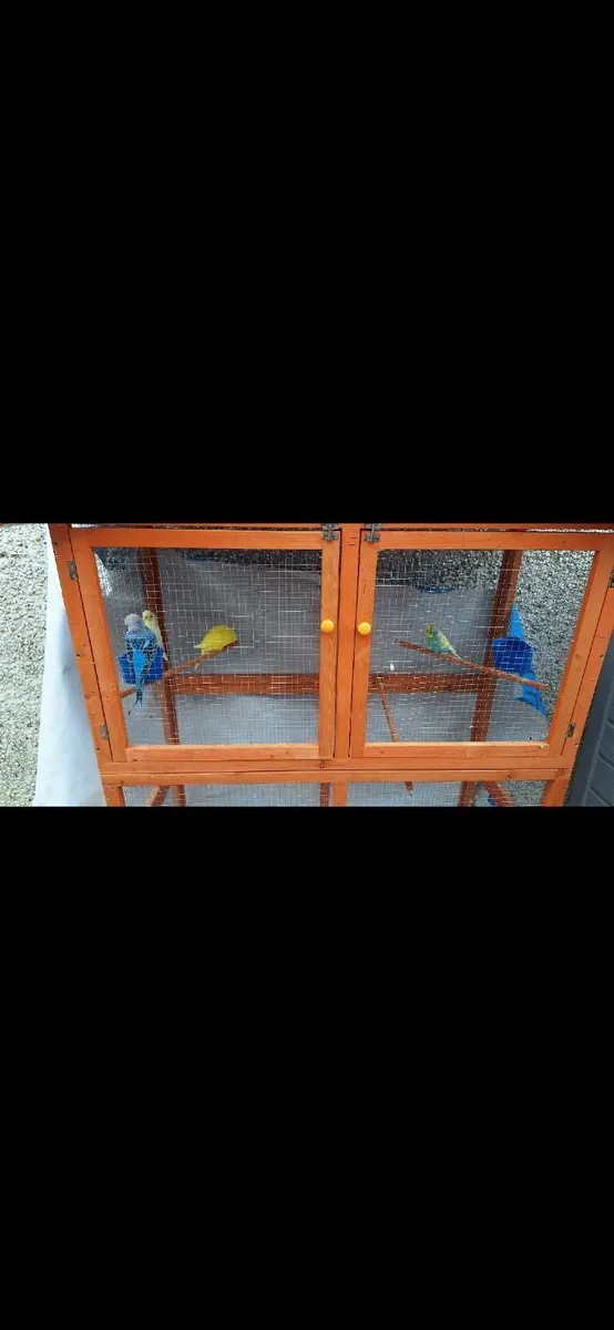 Budgie and avary - Image 1