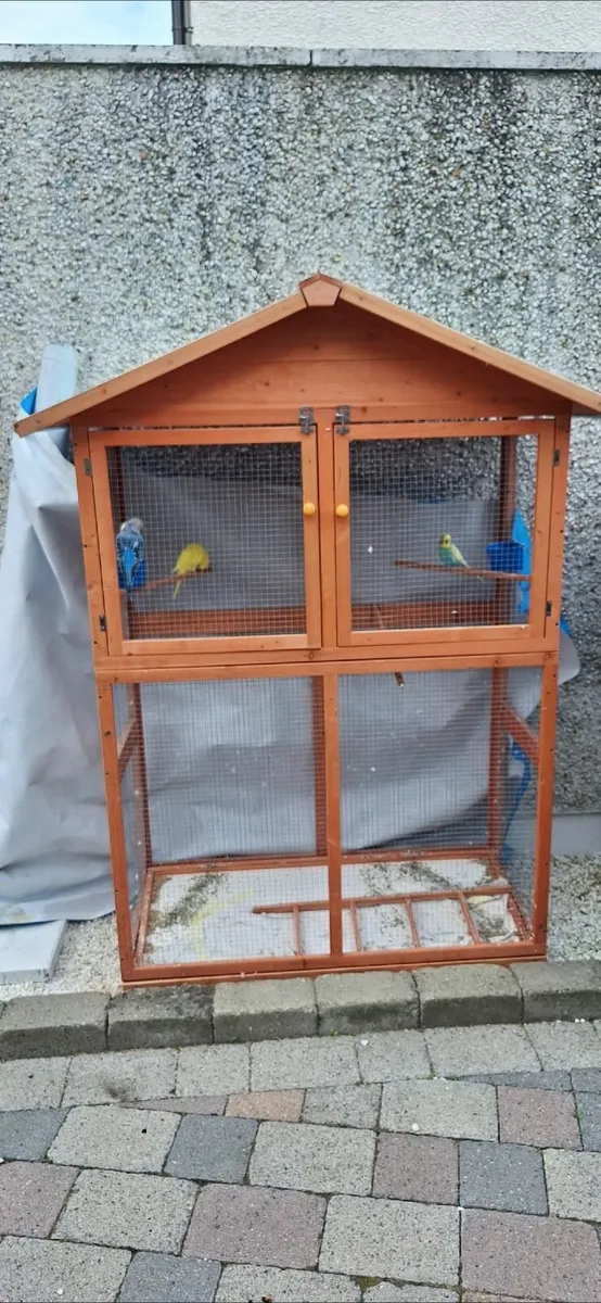 Budgie and avary - Image 2
