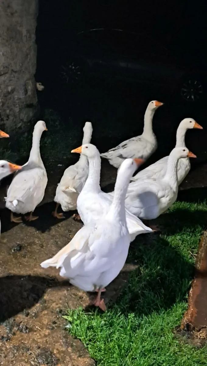 GEESE