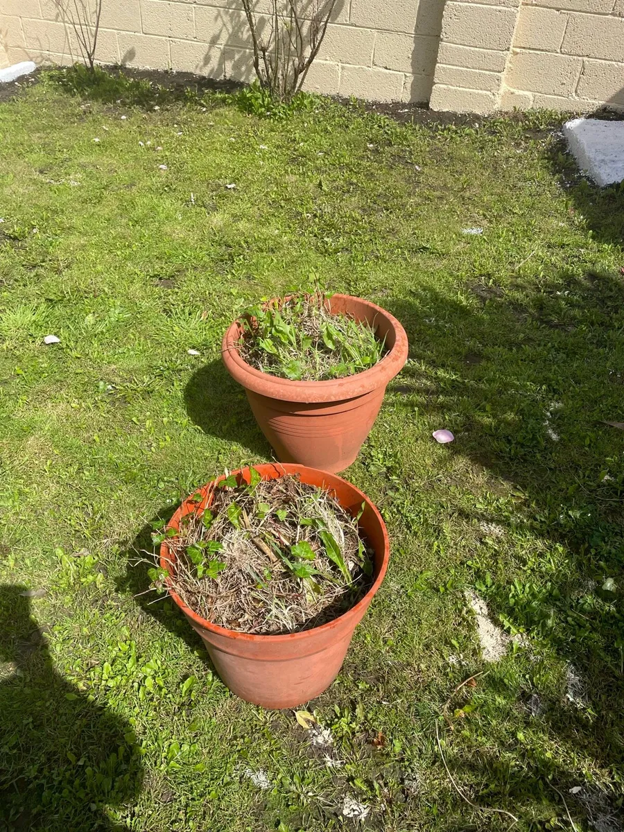 2 X Free Plant Pots - Image 1
