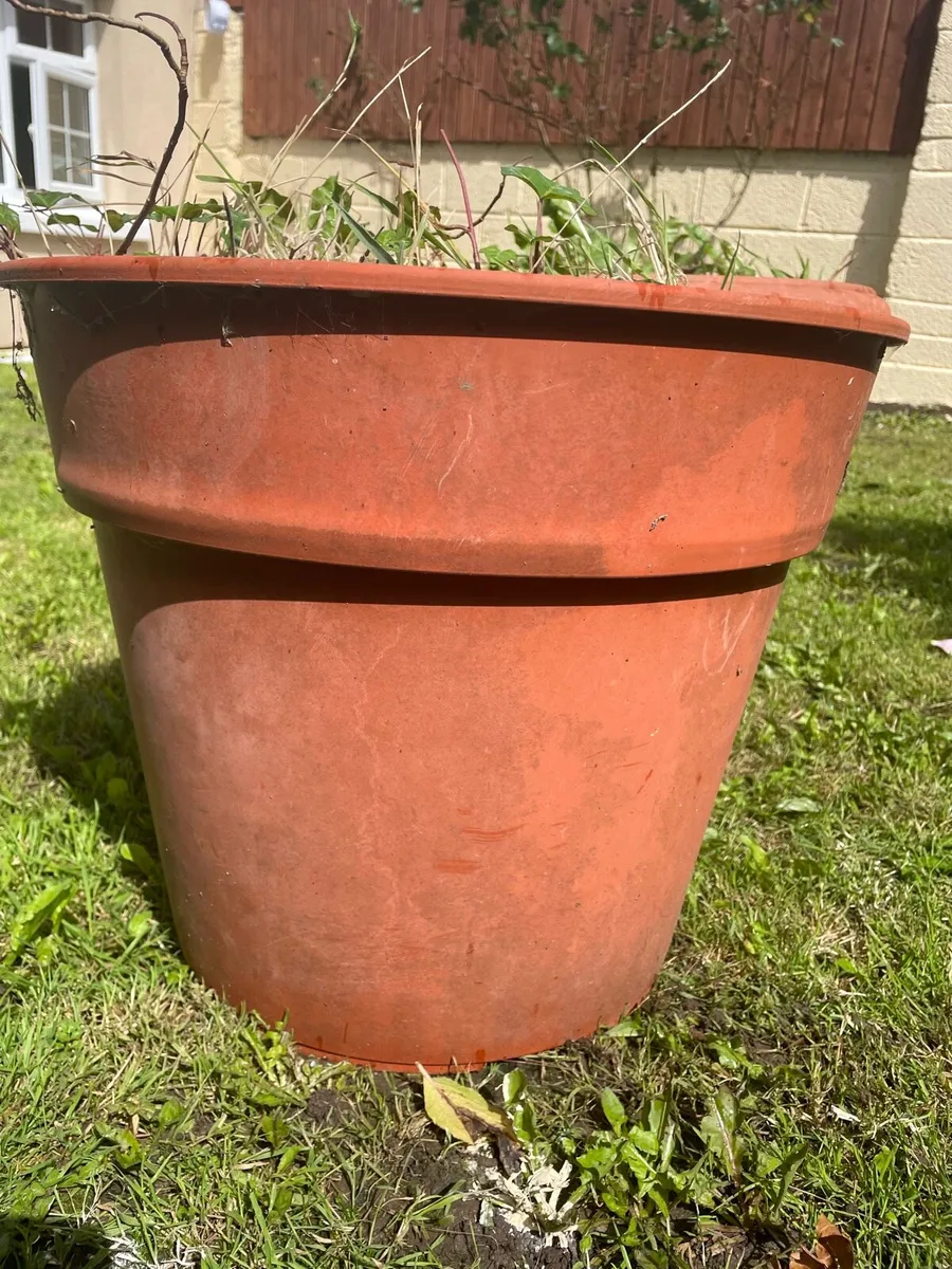 2 X Free Plant Pots - Image 2