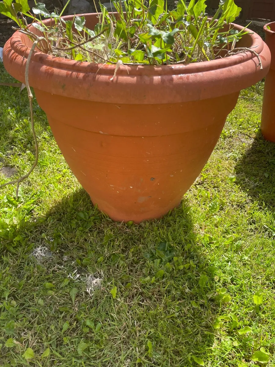 2 X Free Plant Pots - Image 3