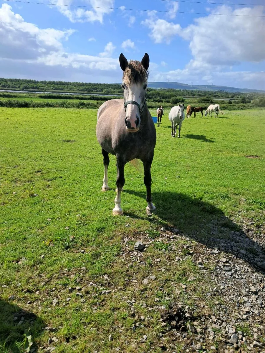 Horse - Image 2