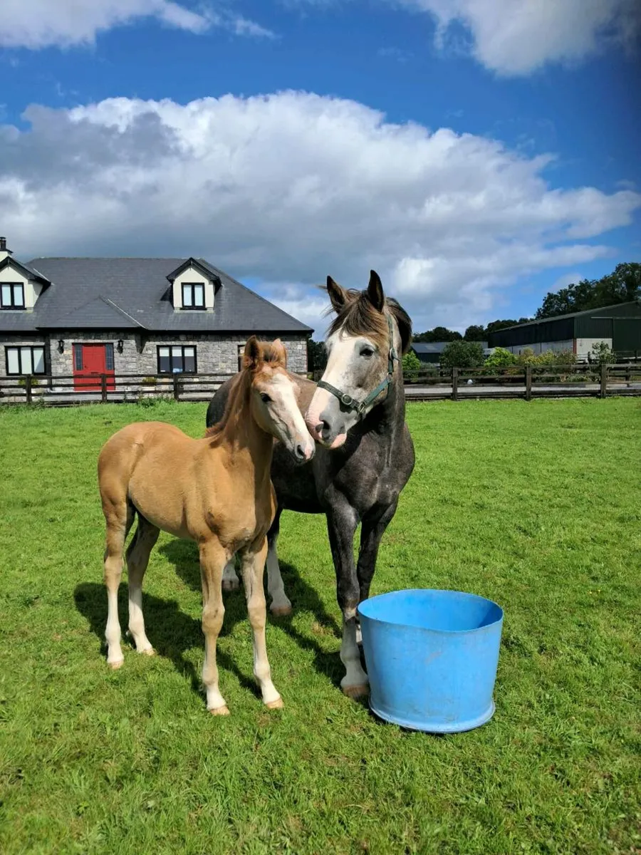 Horse - Image 3