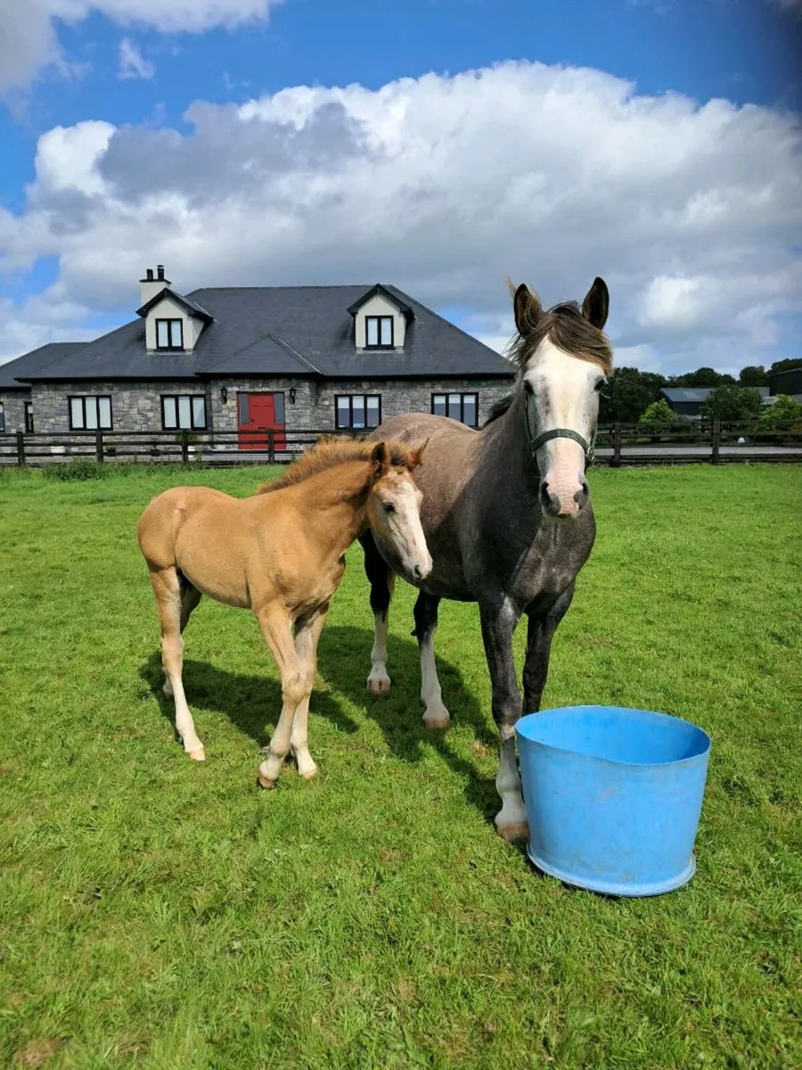 Horse - Image 1