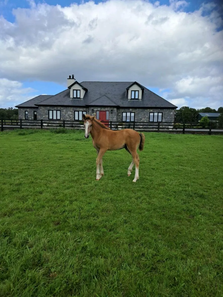 Horse - Image 4