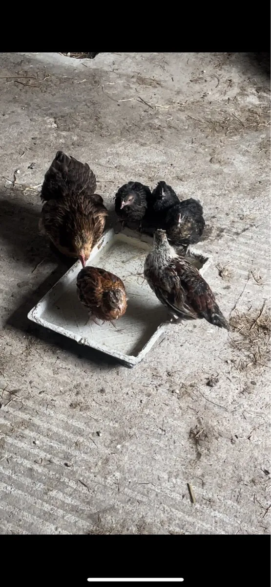 shetland chickens - Image 2