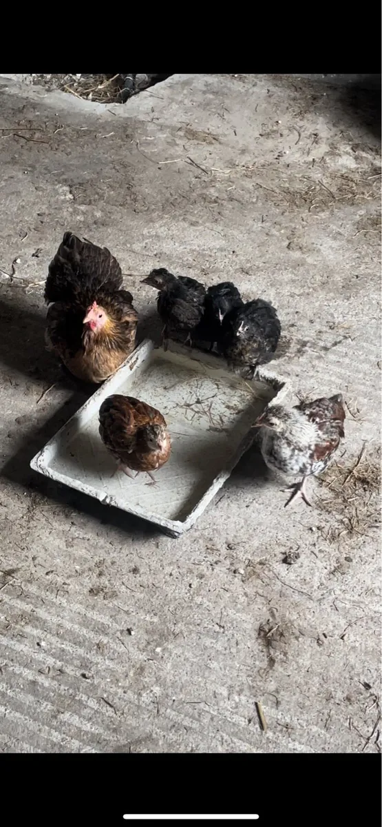 shetland chickens - Image 1