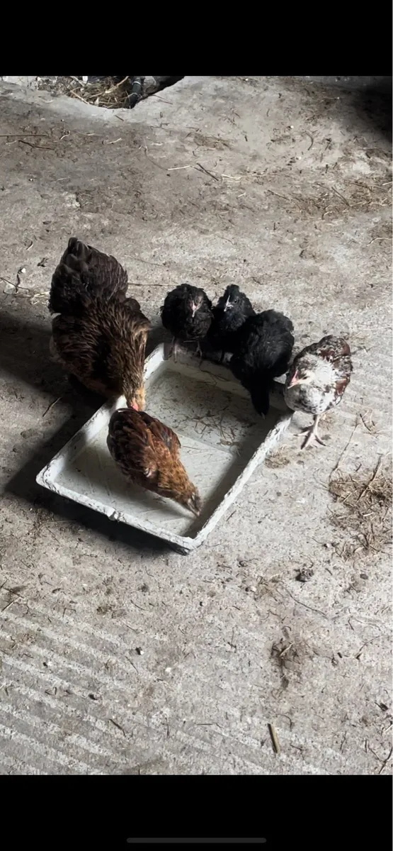 shetland chickens - Image 3