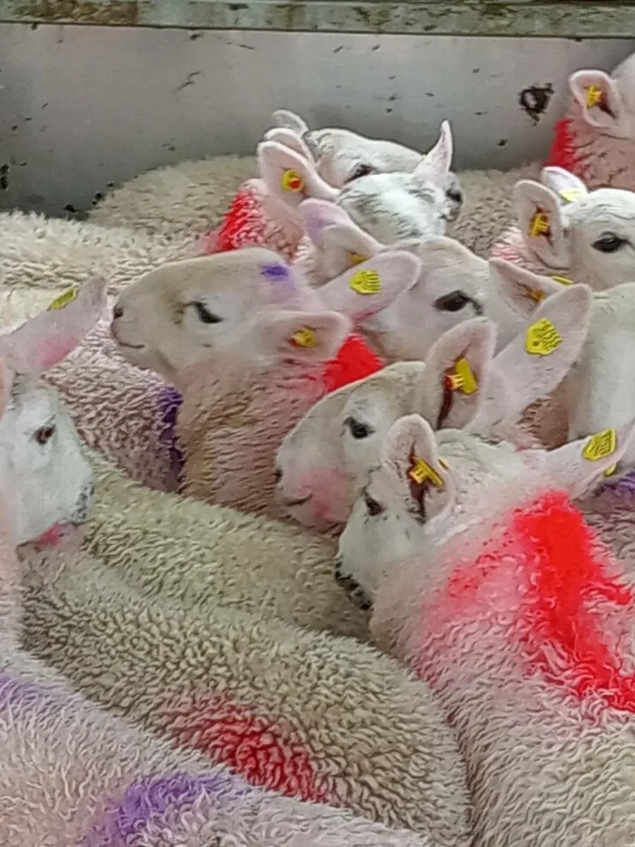 Ewe lambs - Image 1