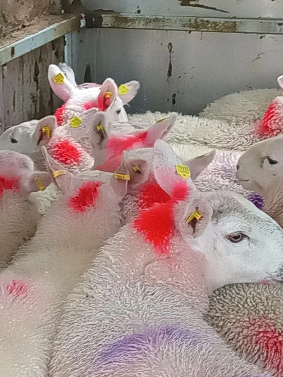 Ewe lambs - Image 2