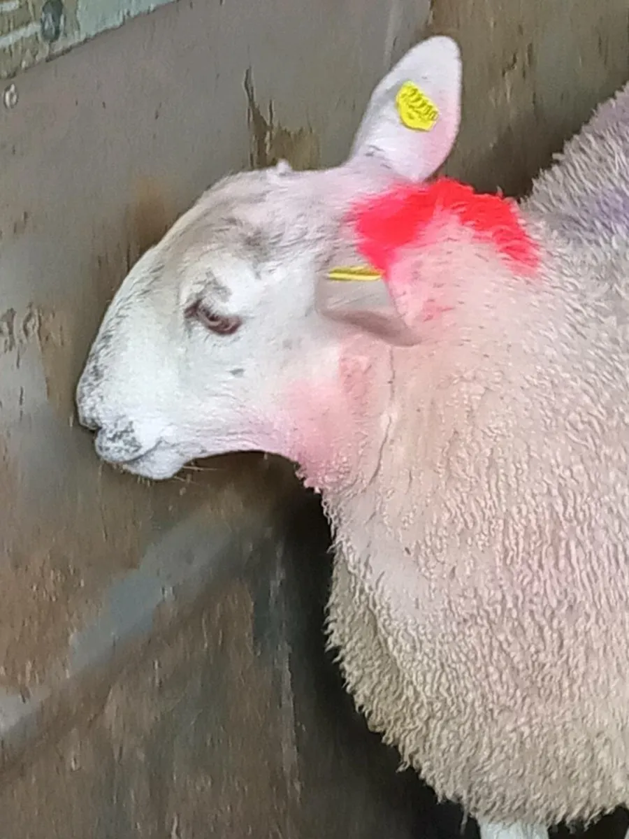 Ewe lambs - Image 3