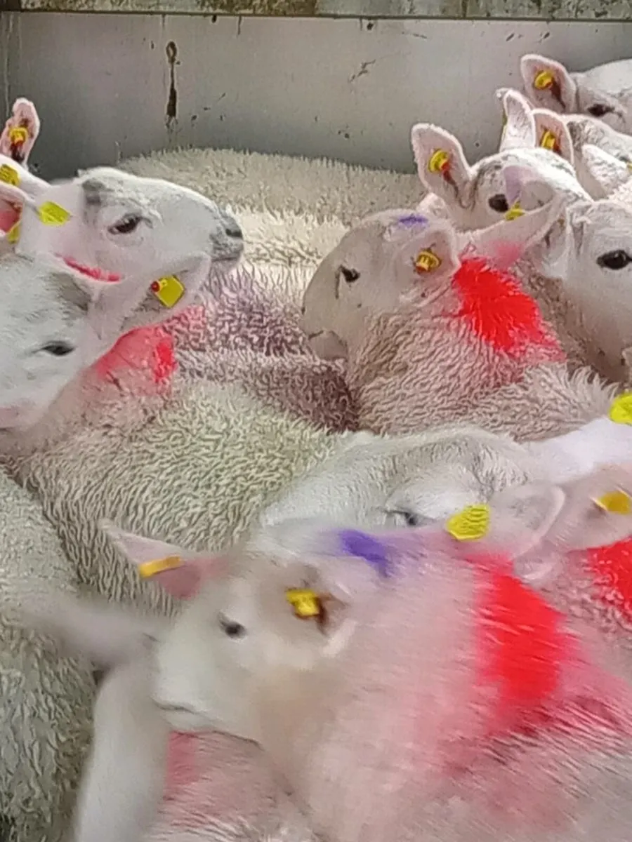Ewe lambs - Image 4
