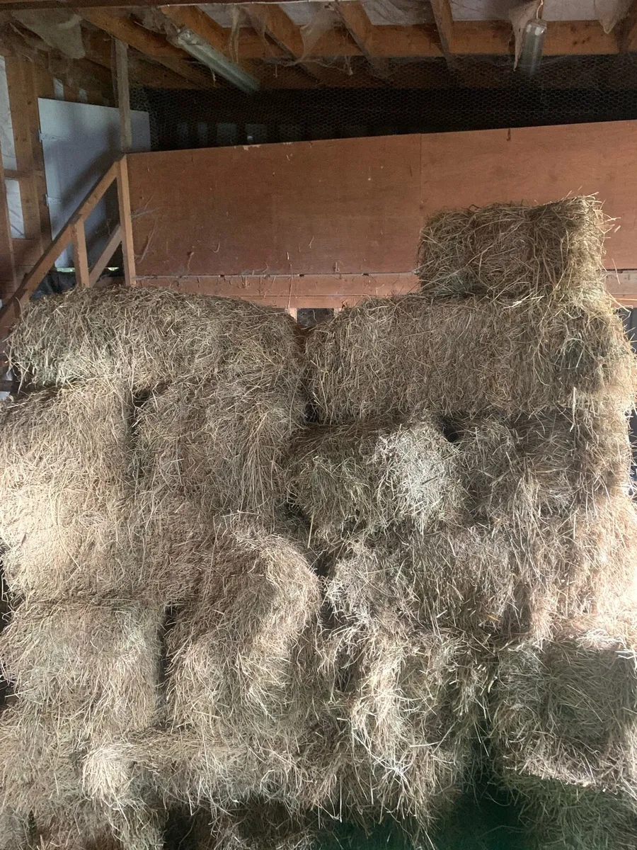 Small square bales of hay - Image 1