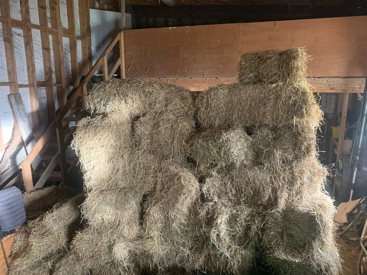 Small square bales of hay - Image 2