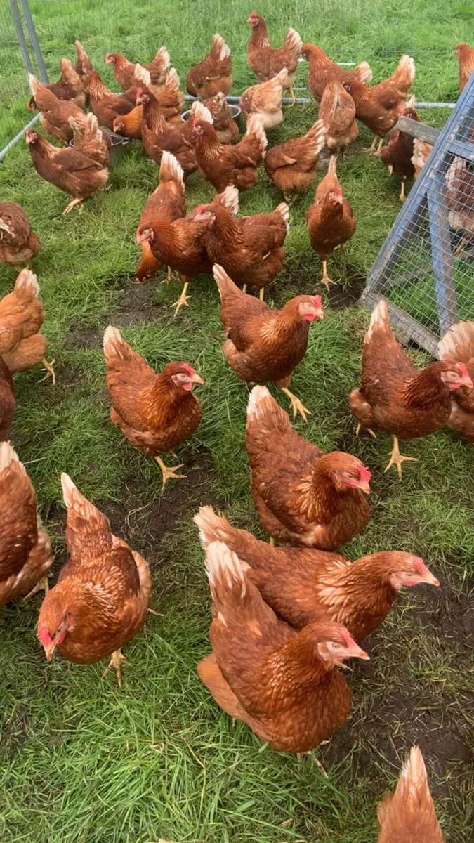 Price winning laying hens for sale - Image 2