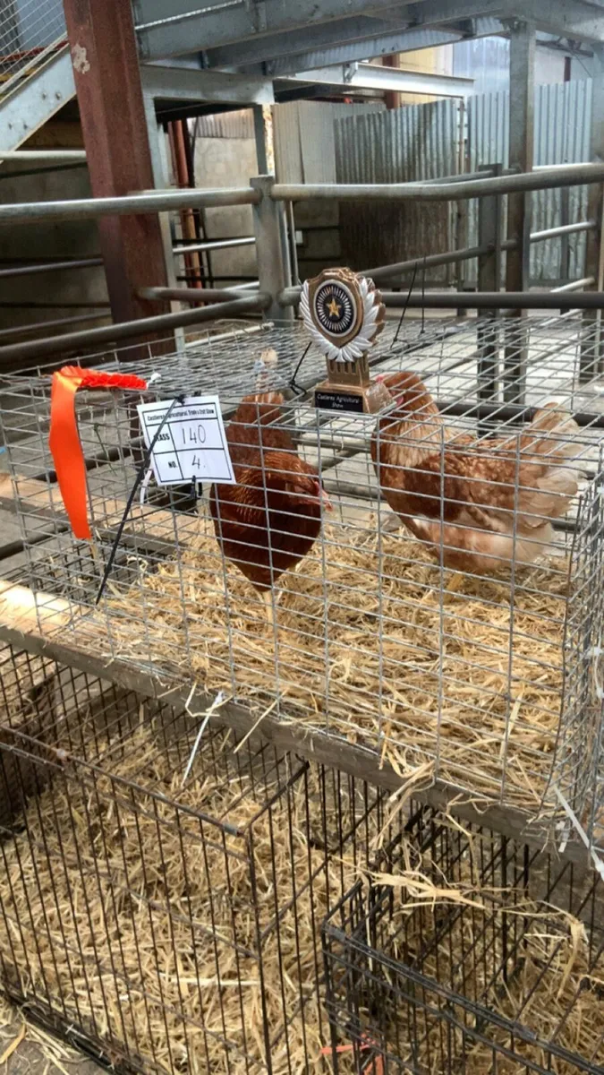 Price winning laying hens for sale - Image 1